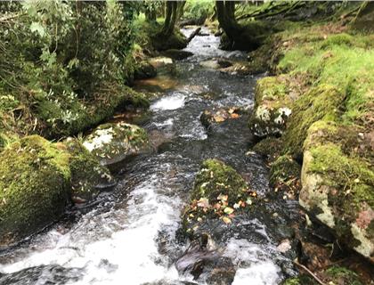 Trial GB Entries available